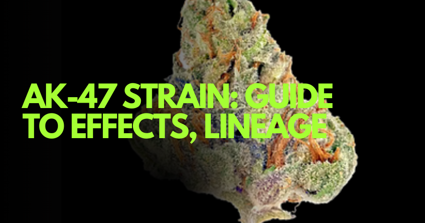 AK-47 Strain Guide to Effects, Lineage